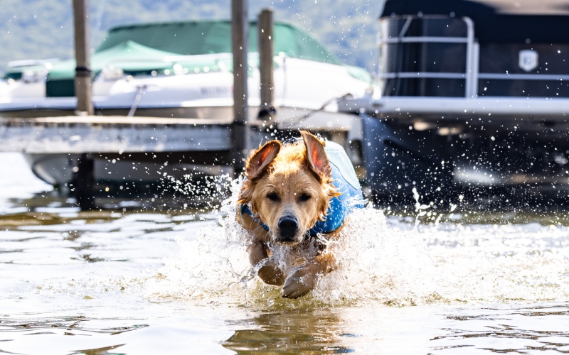 dog swimming in lake george by a boat