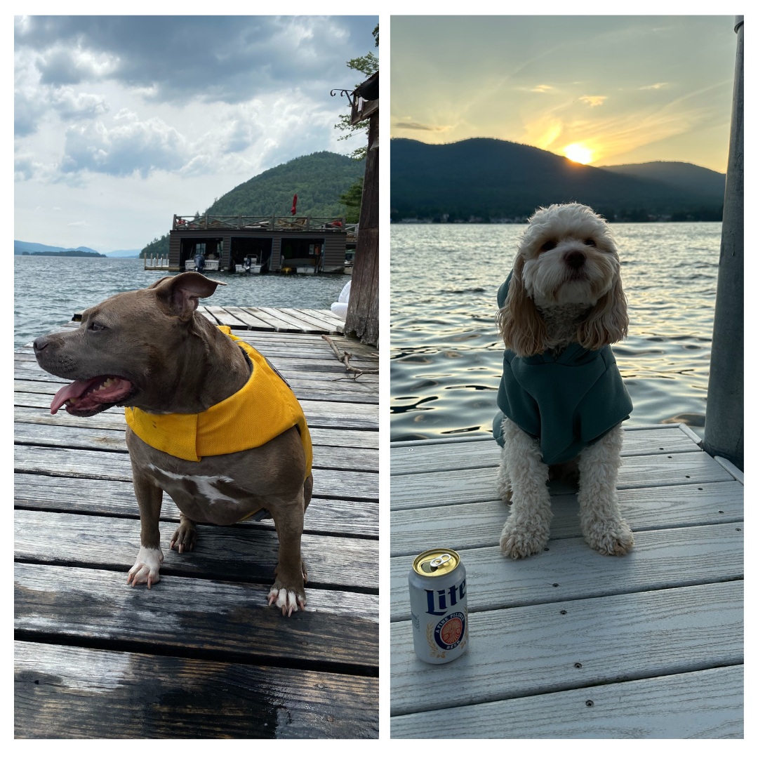 dogs on docks lake george ny