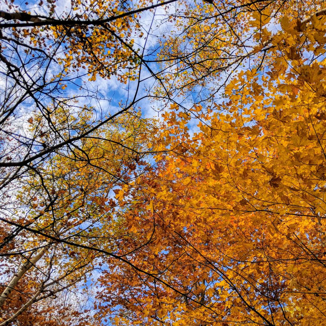 Peak Fall Foliage in the Lake George